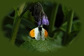 orange tip, butterfly, orange-4
